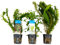 Bloomique - 3er Set - Aquarium Pflanzen Echt - Aquarium Zubehör - Wasserpflanzen - Reinigend - Sauerstoff - Wasserpest, Wassernabel, Sumpffreund - Höhe 15-20 cm