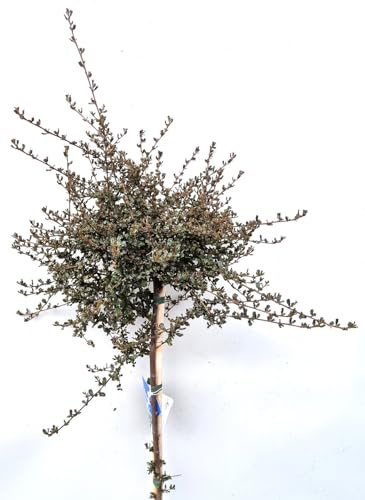 Ceanothus Säckelblume Blue Sapphire Hochstamm immergrün 80-100 cm hoch winterhart Freilandaufzucht