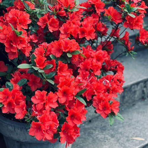 80 pcs Rhododendron Pflanze Samen wildblumenwiese saatgut mehrjährig, pflanzensamen Rhododendron simsii blumen samen, geschenke für gartenliebhaber herbstblumen samen, kletterpflanzen