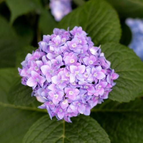 100 piezas semillas de flor de hortensia bola de nieve Plantas resistentes para el jardín. hortensia balcón invernadero plantas de jardin plantas del prado de mariposas macetas para