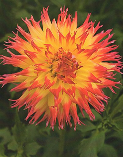 Hirschgeweih Dahlie großblumig Pinelands Pam Knolle Blumenzwiebel (1)
