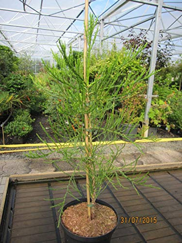 Sequoiadendron giganteum Lightning Green - Riesenmammutbaum Lightning Green