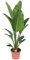 Plant in a Box - Strelitzia Nicolai XXL - Große lebende grüne Interieurpflanze - Paradiesvogelpflanze - Topf 28cm - Höhe 150-170cm