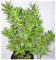 Crassula tetragona - Mini Pinien Baum - 10 Samen