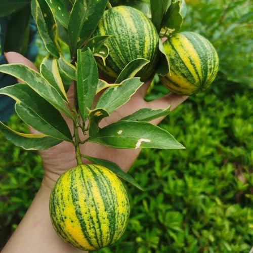 zitronenbaum winterhart samen, samen alte sorten zitronen samen gewächshaus balkon bio saatgut obst samen balkonpflanzen winterhart zwergobstbäume topf pflanze säulenobst exotische 300pcs