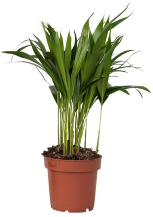 Plant in a Box - Palma Areca - Dypsis lutescens - Altezza 30-45cm - Pot 12cm - Pianta da interno - Verde