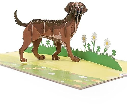 LIMAH® Pop Up Hundekarte, Geburtstagskarte Glückwunschkarte, Freundschaftskarte, Geschenkkarte, Überraschungskarte mit einem großen Hund (Labrador) und einer grünen 3D Wiese (Braun)
