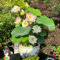 5 pcs lotusblume samen winterharte stauden lotus samen stauden winterhart mehrjährig saatgut geschenk seerose pflanzen samen winterharte pflanzen für garten wasserpflanzen teich winterhart