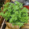 SwansGreen Moskito, Gras, 100 PCS Mozzie Buster Sweetgrass.Garden Startseite Bonsai Plant.Easy Einpflanzen Zimmerpflanze samen nur
