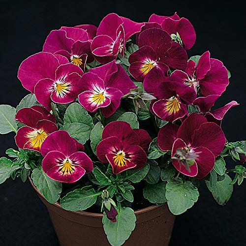 Flower Seed Viola Hybrida Rose Shades Hardy Perennial Sweetly Scented Pansy Versatile and Easy to Grow Perfect for Hanging Baskets & Patio Containers 1 Packet (30 Seeds) by Thompson and Morgan