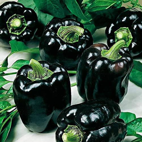 Haloppe 100 semi di verdure di peperone dolce per piantare il giardino di casa, semi di peperone dolce nero per giardino Semi Di Peperone Dolce