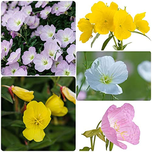 nachtkerze Pflanze samen - nachtkerzen saatgut - Oenothera biennis - Seltene Pflanzen serie - mix pflanzensamen winterharte kübelpflanzen zimmerpflanze blumenwiese 400 Stück