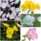 nachtkerze Pflanze samen - nachtkerzen saatgut - Oenothera biennis - Seltene Pflanzen serie - mix pflanzensamen winterharte kübelpflanzen zimmerpflanze blumenwiese 400 Stück