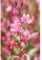 Gaura lindheimeri - Prachtkerze, rosa - winterhart, im Topf 13 cm, in Gärtnerqualität von Blumen Eber - 13 cm