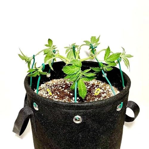 Generisch Juego de 3 macetas de 11 litros para entrenamiento de bajo estrés, cannabis