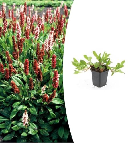 Plantas Persicaria aff. 'Darjeeling Red' para Jardín, Rojo, Pack de 6