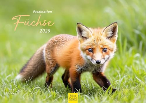 Edition Seidel Premium Kalender Faszination Füchse 2025 Format DIN A4 Wandkalender Tierkalender Fuchs Tiere Wildtiere Waldtiere Raubtiere Natur
