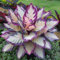 Seltene Pflanzen, Funkien Pflanze, Winterhart pflanzen, Pflanzen Funken Hosta MehrjäHrig, Qualitätspflanzen, Große Blattpflanzen, Hosta Zwiebeln, Gut für Container, 4zwiebeln-I