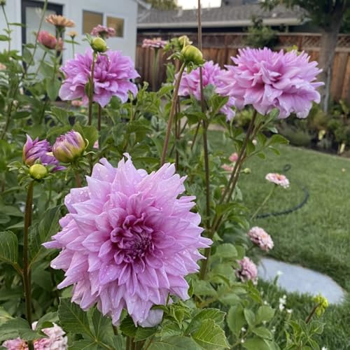 Dalias Tubérculos resistentes - Dalias Rizoma Adaptable a Climas Variados - Ideal para plantar -4Tubérculos-B