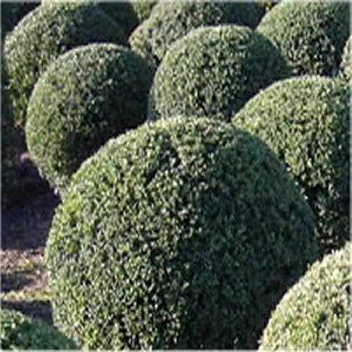 Niedriger Bergilex Stechpalme Kugelschnitt 35-40cm Durchmesser Durchmesser - Ilex crenata - lebende Gartenpflanze aus den Baumschulen