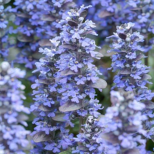 Kriechender Günsel Ajuga reptans 'Burgundy Glow' 12 Pflanzen Ø9 cm 10-25 cm | halbschatten und Schatten, pflegeleicht, für Wohnraum und Arbeitsplatz, für Wohnzimmer und Büro