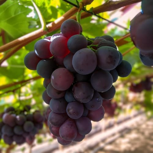 Vitis vinifera Himrod - Uva senza semi - 2 piante - pianta da frutto - 15 cm - altezza 50 cm