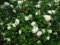 5 Samen von Murraya paniculata- ORANGE JASMIN -Extrem duftende Blumen