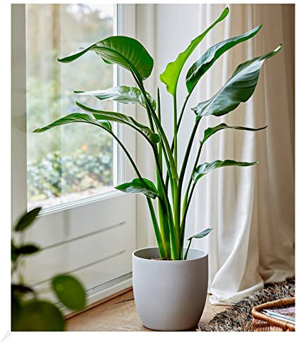 BALDUR Garten Baumstrelitzie 'Nicolai' ca. 40 cm, 1 Pflanze, Grünpflanze, mehrjährig - frostfrei halten, pflegeleicht, für Standort in der Sonne geeignet, blühend, Strelitzia nicolai