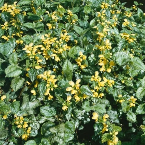 Lamiastrum galeobdolon 'Florentinum' ca. 9x9 cm Topf - Goldnessel, gelbe Blüten, Blütezeit April-Juni, ideal für schattige Standorte, bodendeckend, pflegeleicht