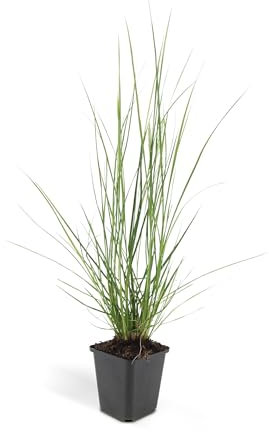 Lampenputzer-Gras - Pennisetum alopecuroides 'Hameln' - 9cm Topf - Set mit 20 Pflanzen
