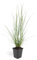 Lampenputzer-Gras - Pennisetum alopecuroides 'Hameln' - 9cm Topf - Set mit 20 Pflanzen