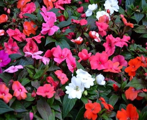 100pcs Impatiens Flower Seeds Mixed