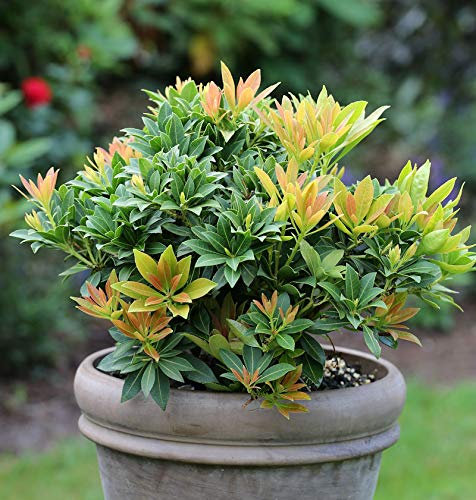 Schattenglöckchen Lavendelheide Sarabande 25-30cm - Pieris japonica