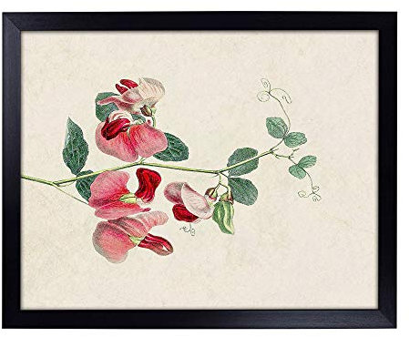 Lap Tray with Cushion | Illustration of Pink Sweet Pea Flowers | Padded Bean Bag Cushion | For Eating, Working, Crafting, Laptop | Portable Table Desk