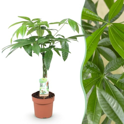 Green boutiQ - Zimmerpflanzen - Geflochtener Stamm Pachira Aquatica - Geldbaum - Wenig Pflege - Grün - 1 Pflanze - Topf 17cm - Höhe 60-70cm