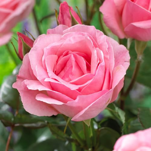 YouGarden Rose Queen Elizabeth, Established Rose in 4 Litre Pot, Ready to Plant, Summer to Autumn Pink Flowers