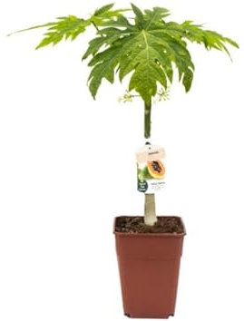 Mini Papayo Árbol Que Produce Papayas en Temporada