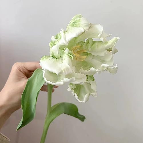 4 Pcs tulpenzwiebeln winterhart mehrjährig - wildtulpen zwiebeln - tulip frühlingsblüher zwiebeln, (Tulipa gesneriana) blumenzwiebeln frühblüher winterharte pflanzen für garten blumenzwiebeln