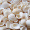 NatüRliche Muscheln Kleine WeißE Muscheln Bulk 280g Small Sea Shells FüR Heimdekorationen for Decorating Strand Thema Party Kerzenherstellung Dekor Aquarium VasenfüLler Handwerk DIY
