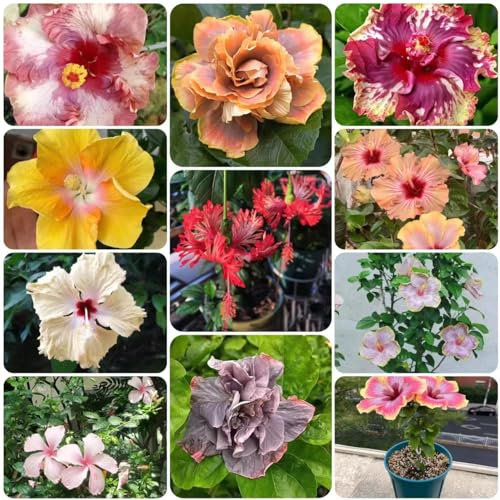150 pcs hibiskus samen - dekoration saat blumenwiese gartenblumen mehrjährig winterhart bienenfreundliche blumensamen winterfeste pflanzen für balkon balkon deko blumendeko