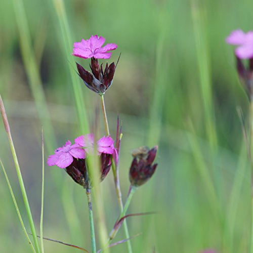 Blumixx Stauden Dianthus carthusianorum – Karthäuser-Nelke purpurrot blühend, winterhart & mehrjährig, ideal für naturnahe Gärten & Insektenweide
