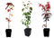 Seedeo® 3 Pflanzen für Deinen Indian Summer