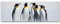 Eau Zone Wandbild auf Leinwand 150x50cm Pinguin Gruppe