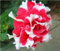 Misto Semi della Petunia, Doppie Petali Petunia Semi, Bonsai da Interno Petunia Petali Bellezza i Vostri Garden- 100 pc/Lotto