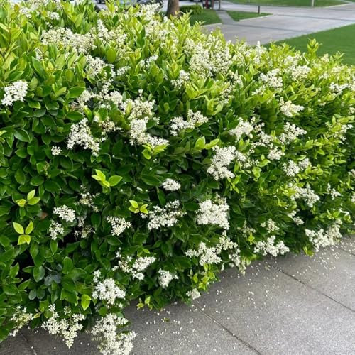 50 pz Semi di siepe di ligustro - Ligustrum lucidum - Le piante da giardino sono piante perenni resistenti, piante perenni resistenti per il pieno sole Siepe di ligustro sempreverde