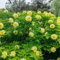 le peonie piantano bulbi resistenti, Piantare piante resistenti al freddo per il giardino tuberi di peonia arbusto perenne resistente al freddo bulbo di fiore fiore selvatico a 2pcs
