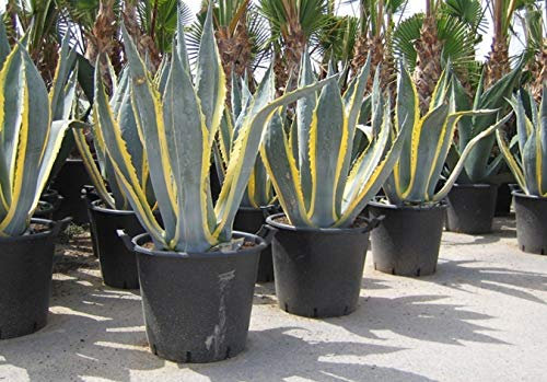 Generic Agave Americana Variegata succulent Aloe Plants Garden terrace : Only seeds