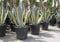 Generic Agave Americana Variegata succulent Aloe Plants Garden terrace : Only seeds