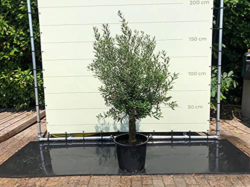 Tropictrees - OLEA EUROPEA - OLIVENBAUM MIT GLATTEM STAMM, STAMMUMFANG 20-25 CM - A+