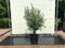 Tropictrees - OLEA EUROPEA - OLIVENBAUM MIT GLATTEM STAMM, STAMMUMFANG 20-25 CM - A+
